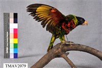 藏品(虹彩吸蜜鸚鵡)的圖片